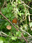 FZ005569 Robin with food on branch.jpg